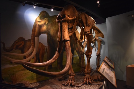 Wooly mammoth, Shropshire Hills Discovery Centre